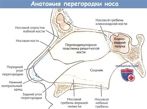 Способы укрепления носовой дуги