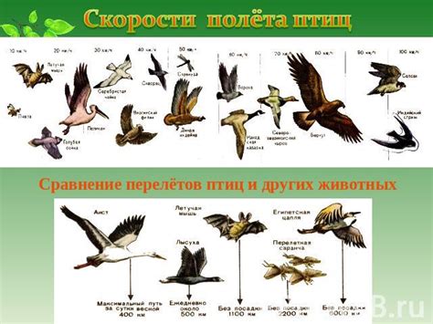 Сравнение птиц и человеческих возможностей