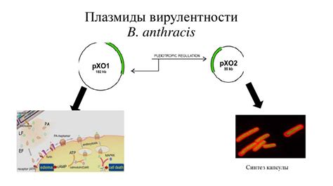 Сравнительный анализ генетических молекул