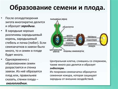 Сроки цветения и оплодотворения: