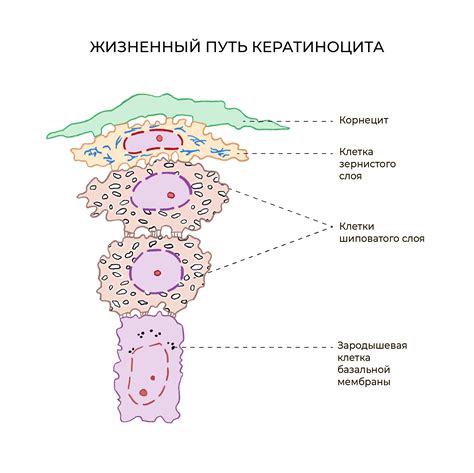 Срывание клеток кожи