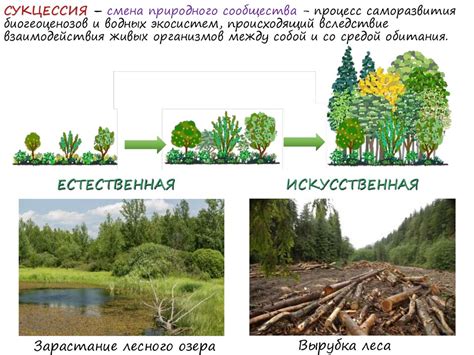 Стабильность и устойчивость экосистем