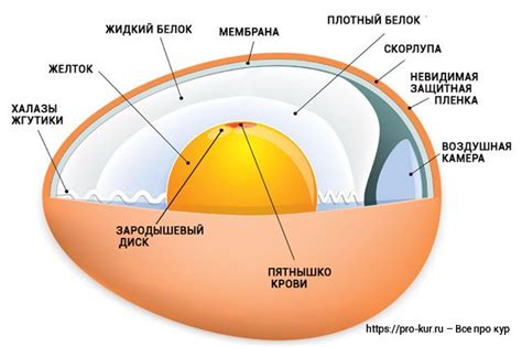 Стадия образования яйца