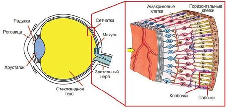 Стеклянное тело и сетчатка