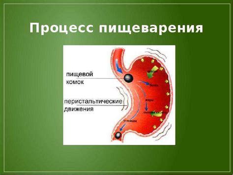 Стимуляция пищеварения и обмена веществ