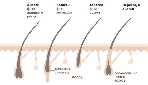 Стимуляция роста волосяных фолликул