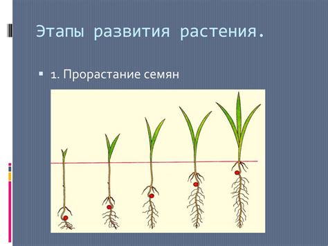 Стимуляция роста и развития растений