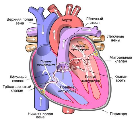 Сторона, на которой выглядит сердце на рисунках