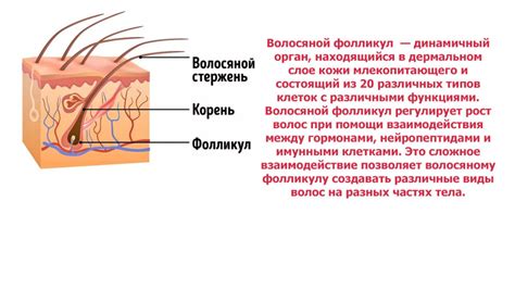 Стресс и его негативное воздействие на волосяные фолликулы