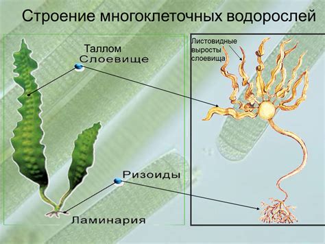 Строение водорослей