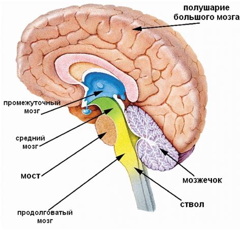 Строение головного мозга