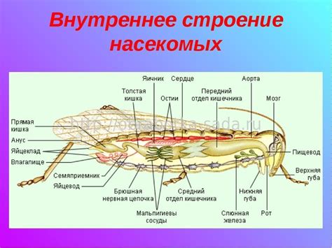 Строение и принцип работы жвачки у насекомых