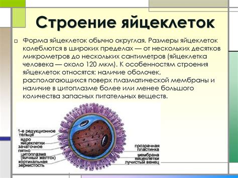 Строение и форма животных