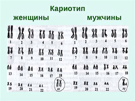 Строение кариотипа мужчины и женщины