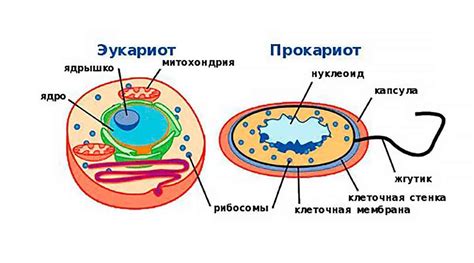 Строение клетки эукариотов