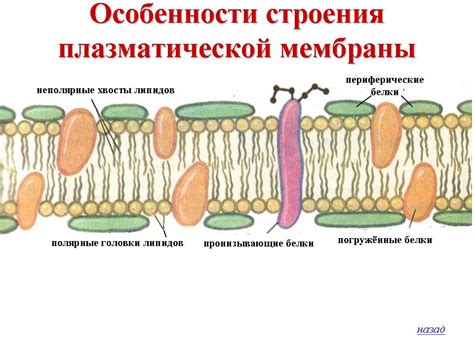 Строение клеточной мембраны