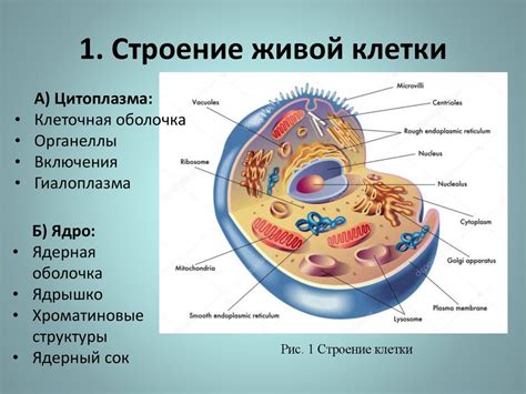 Строение микробиома: из чего состоит?