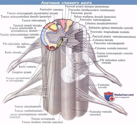 Строение спинного мозга