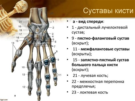 Строение суставов пальцев