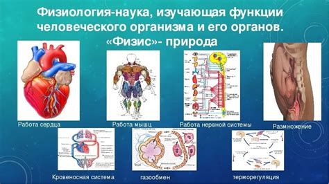 Строение тела и функции органов