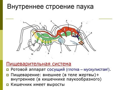 Строение тела напоминает паука