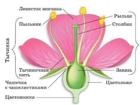 Строение цветов