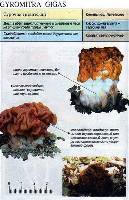 Строчок: основные признаки и опасности