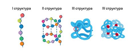 Структура белка