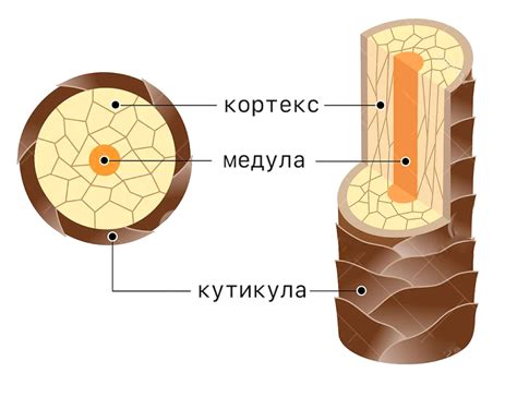 Структура волоса и фолликула