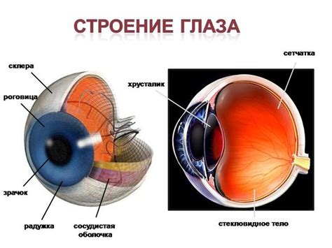 Структура глазного аппарата