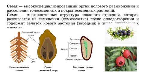 Структура голосеменных растений