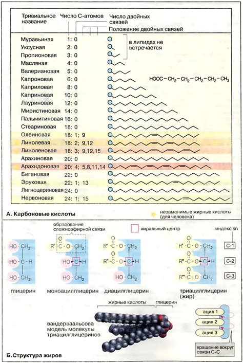 Структура жиров