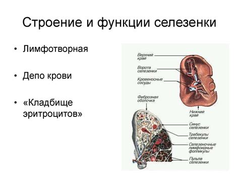 Структура и местоположение селезенки