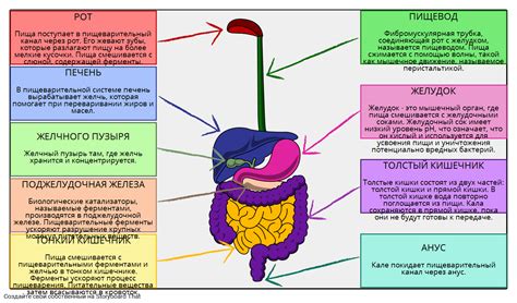Структура и органы пищеварительной системы