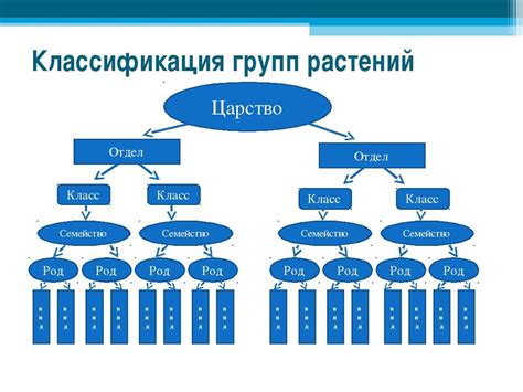 Структура и принципы классификации