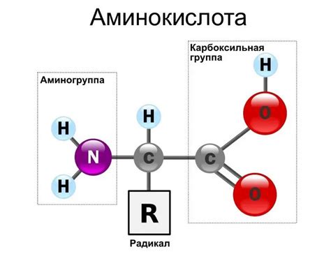 Структура и свойства аминокислот