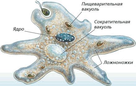 Структура и функции амебы