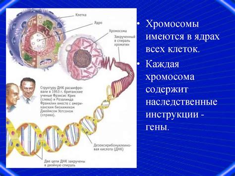 Структура и функции хромосом