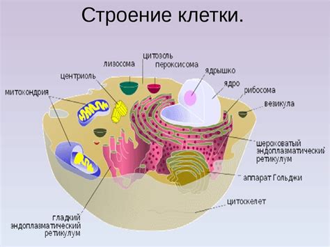 Структура клеток водорослей