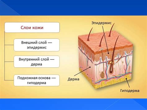 Структура кожи и жирового слоя