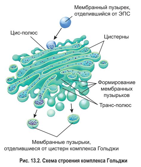 Структура комплекса Гольджи