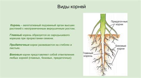 Структура корня: основные элементы