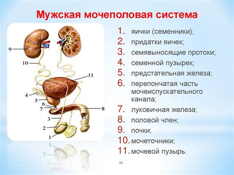 Структура мочеполовой системы мужчин