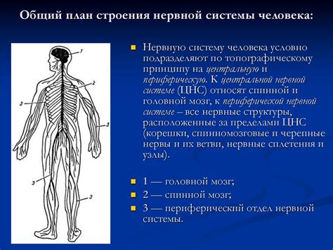 Структура нервной системы человека