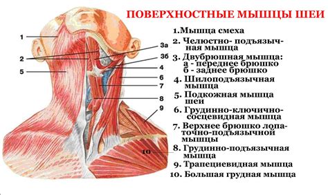 Структура сосудов шеи