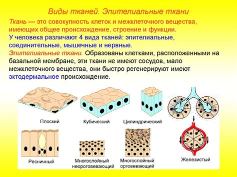 Структура эпителиальной ткани