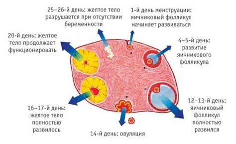 Структура яичника и его анатомия