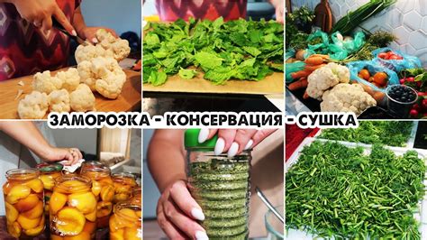 Сушка и заморозка корнеплодов