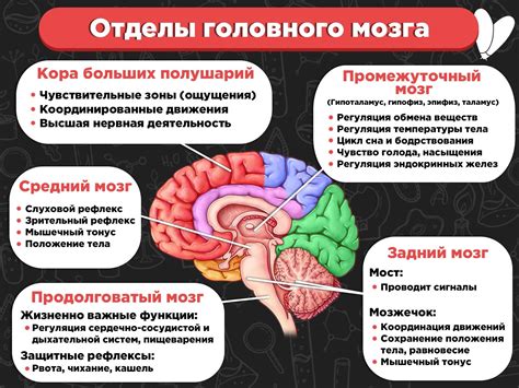 Сходства между работой мозга и кодированием