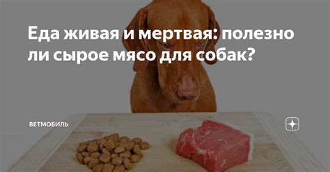 Сырое мясо для собак: польза и риски